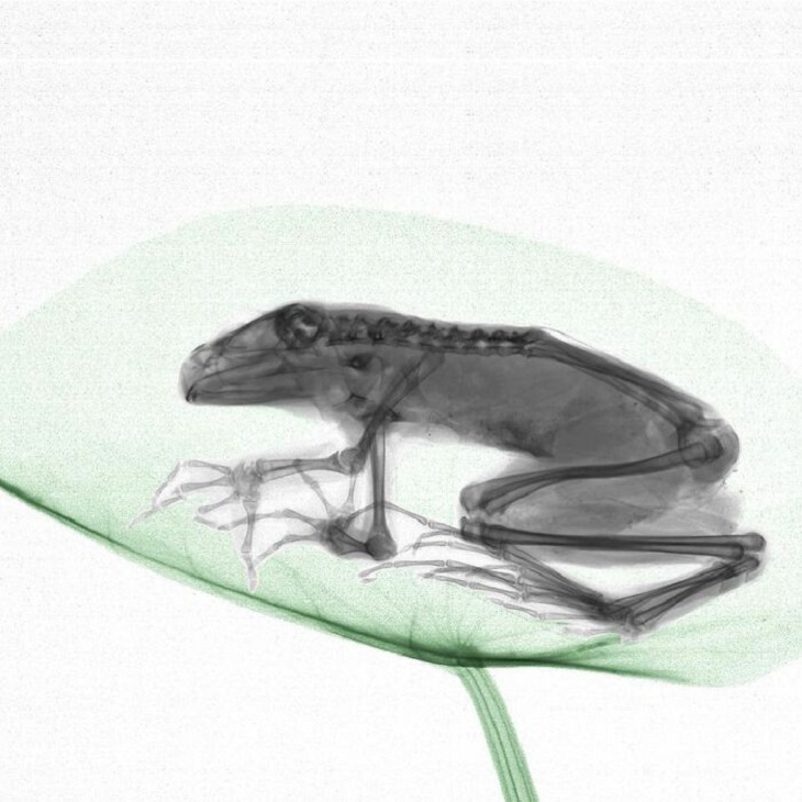 X-Rays of Nature, Frog 