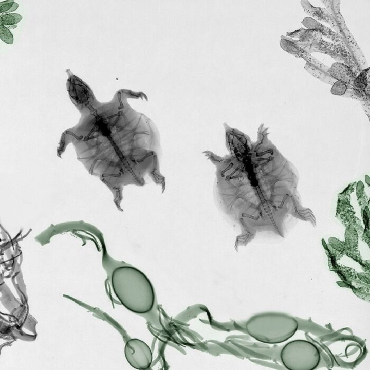 X-Rays of Nature, Turtles