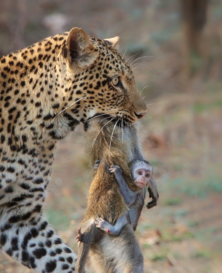 2022 Concurso de fotografía de protección de la naturaleza, leopardo