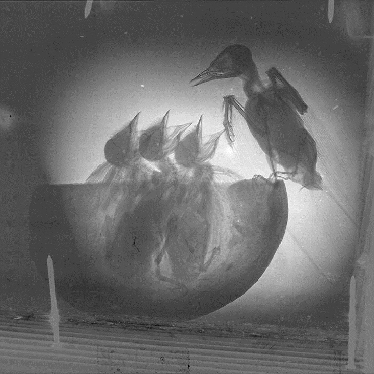 X-Rays of Nature, Barn swallow