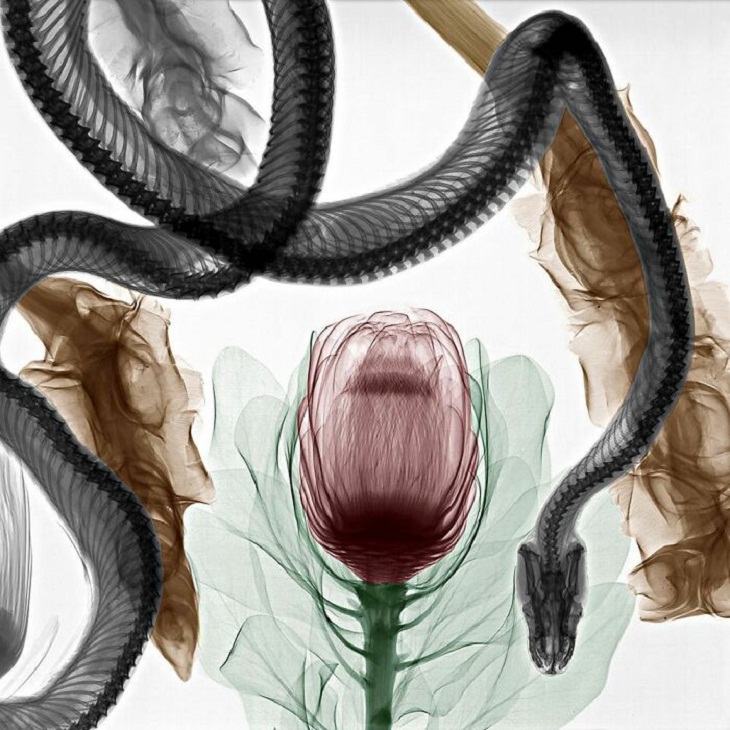 X-Rays of Nature, python