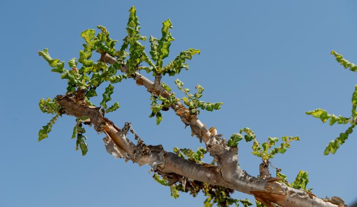 Beneficios Del Olíbano Para Tu Salud, árbol de olíbano