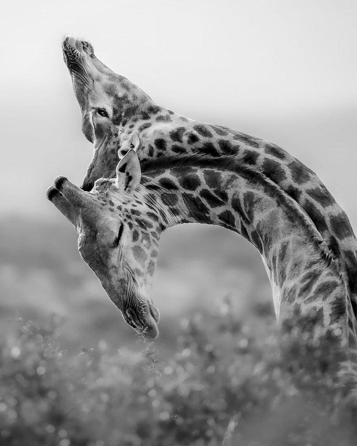 2022 Concurso de fotografía de la Conservación de la Naturaleza, jirafas 