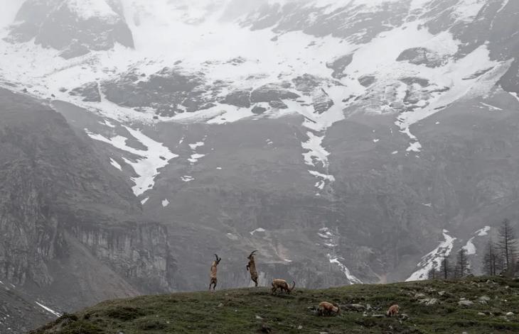 concurso de fotografía de fauna y flora silvestres del año 2022, montañas alpinas 