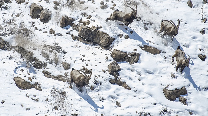 concurso de fotografía de fauna y flora silvestres del año 2022, leopardo de nieve