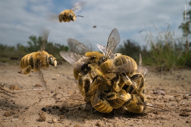 concurso de fotografía de fauna y flora silvestres del año 2022, abejas 