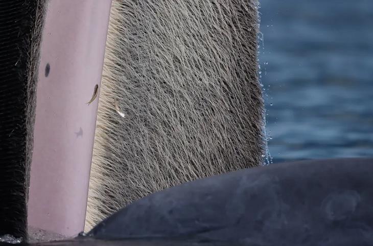 concurso de fotografía de fauna y flora silvestres del año 2022, ballena