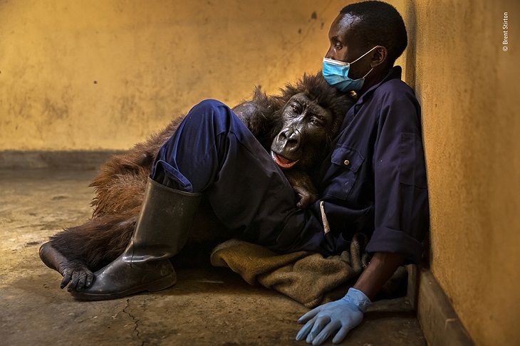 concurso de fotografía de fauna y flora silvestres del año 2022, gorila