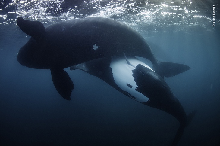 concurso de fotografía de fauna y flora silvestres del año 2022, ballenas