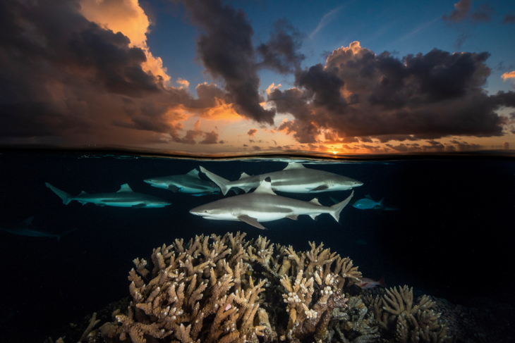 Fotografía de David Doubilet - Tiburones de arrecife de punta negra, paso sur, atolón de Fakarava, Polinesia Francesa, 2018. 