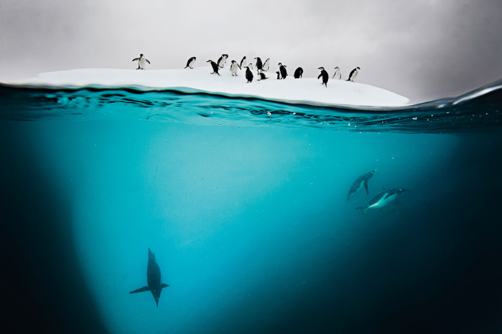 David Doubilet Fotografía - Pingüinos de barbijo y Gentoo, Isla Danco, Antártida, 2011.