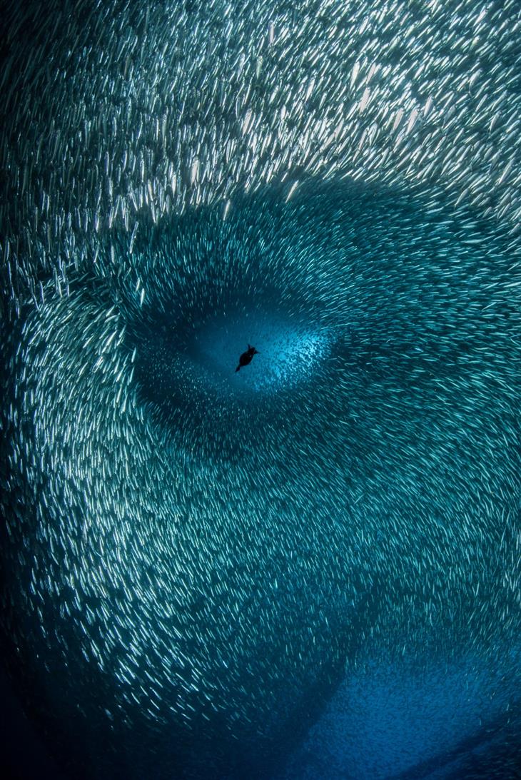 2022 Fotógrafo oceánico del año Brook Peterson
