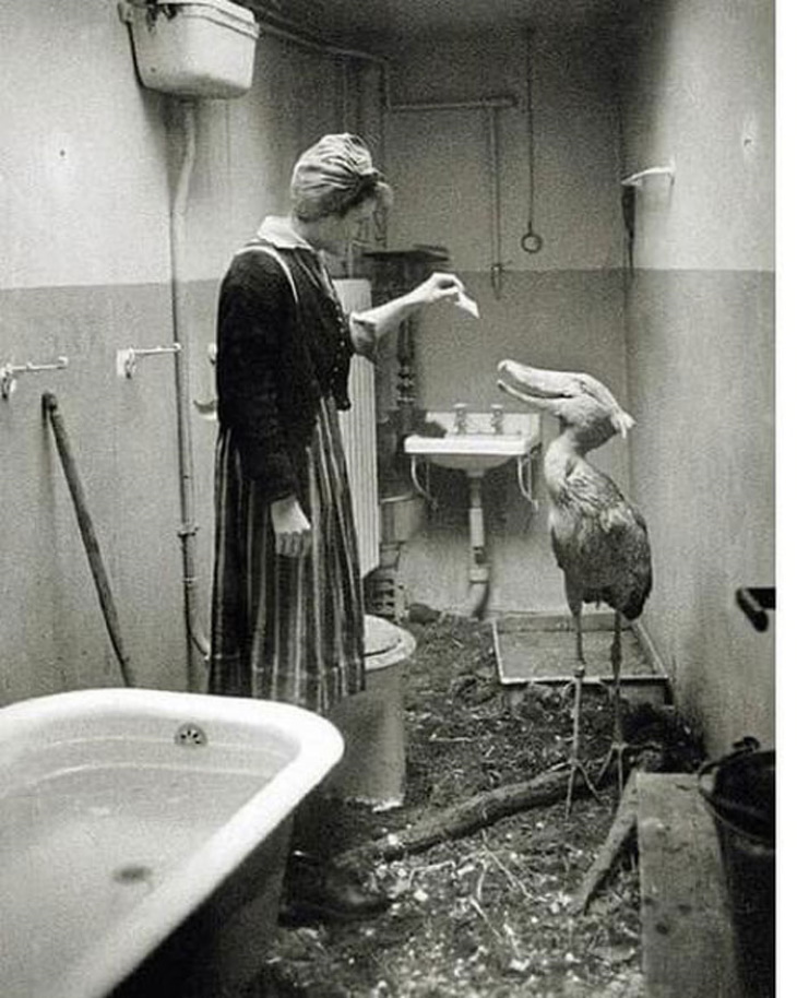 Fotos de época en la casa de un guardián del zoo en Berlín en 1945.