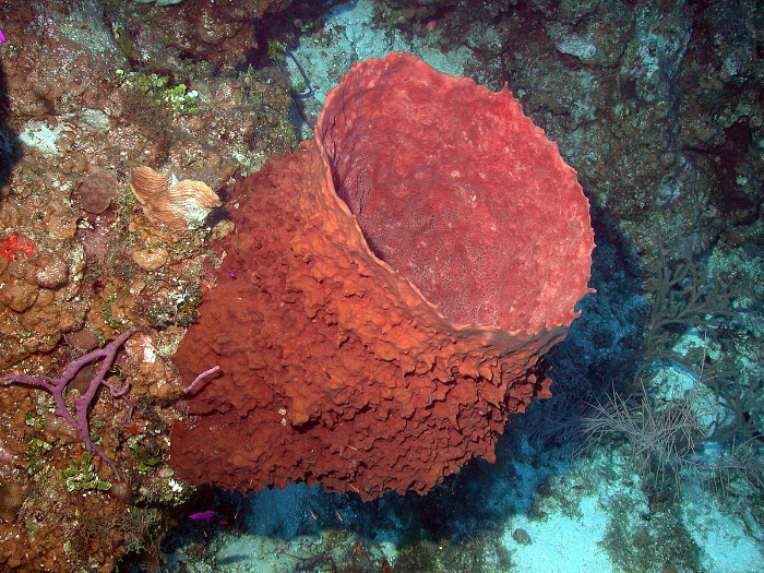 organismos más antiguos - Esponja gigante de barril