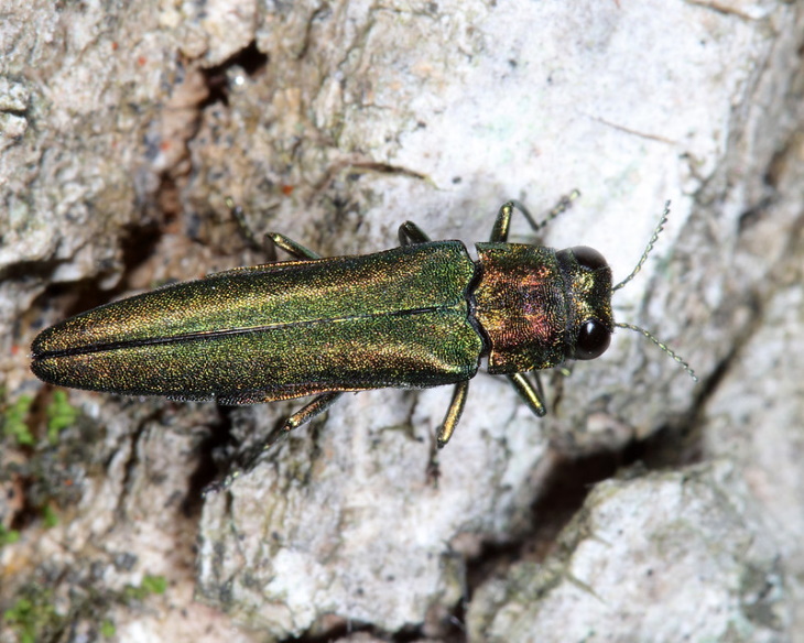 Insectos Invasores En Los Estados Unidos, Barrenador esmeralda del fresno (Anoplophora glabripennis)