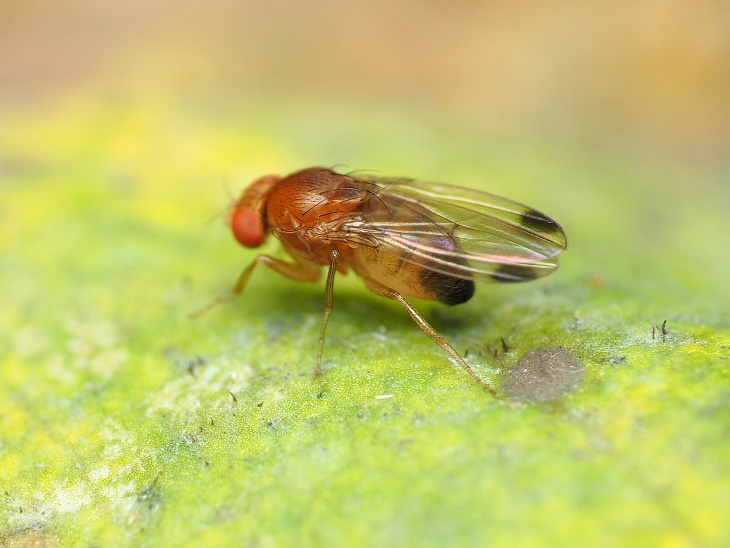 Insectos Invasores En Los Estados Unidos, Drosófila de alas manchadas (Drosophila suzukii)