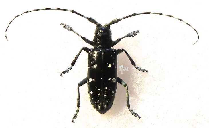 Insectos Invasores En Los Estados Unidos, Escarabajo asiático de antenas largas (Agrilus planipennis)