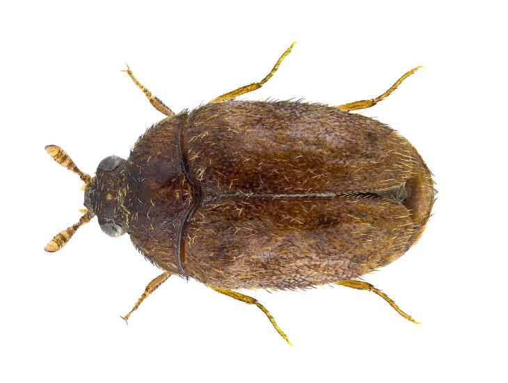Insectos Invasores En Los Estados Unidos, Escarabajo Khapra (Trogoderma granarium)