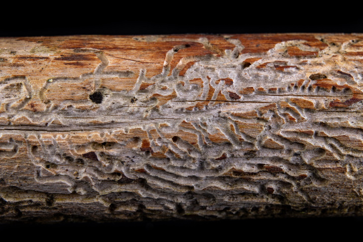 Insectos Invasores En Los Estados Unidos, árbol dañado por insectos