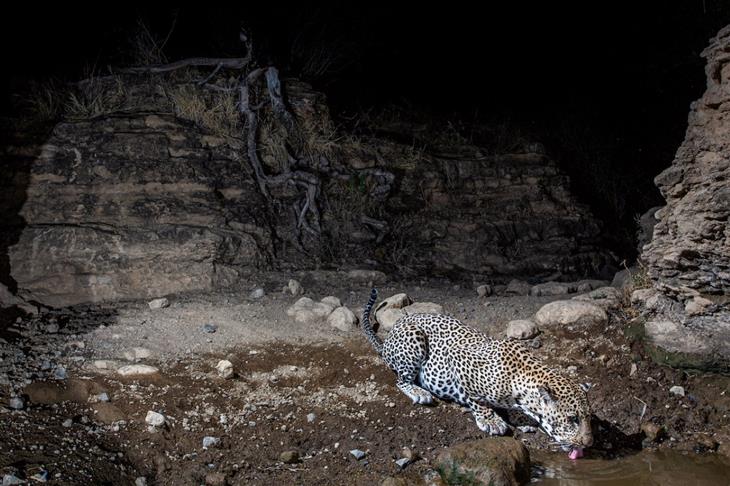 Will Burrard-Lucas Shomphole Proyecto de campamento silvestre leopardo