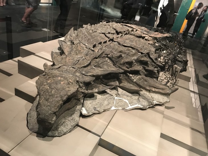 Descubrimientos arqueológicos del nodosaurio del siglo XXI