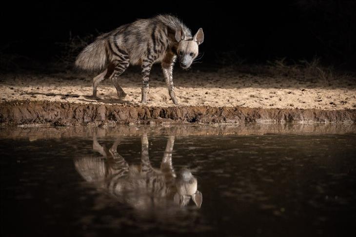 Will Burrard-Lucas Shomphole Wilderness Camp Project hyena