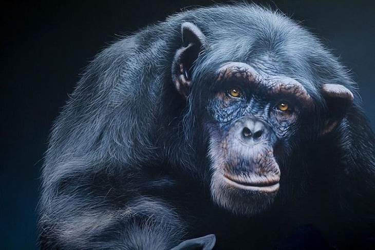 Pinturas Hiperrealistas De Animales, chimpancé