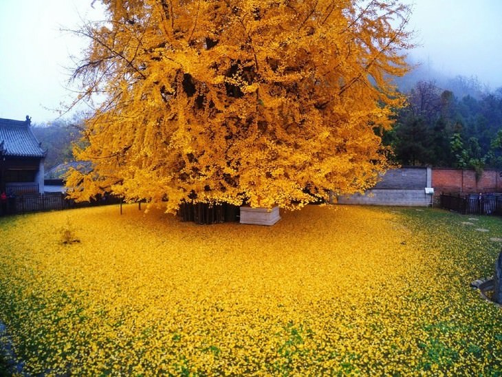 Fotos Del Otoño, Un árbol ginkgo de 1400 años en Fujian, China