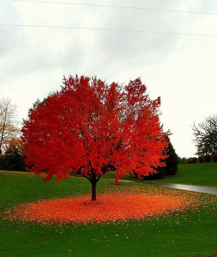Fotos Del Otoño, Árbol que pierde sus hojas en Wisconsin, EE. UU.
