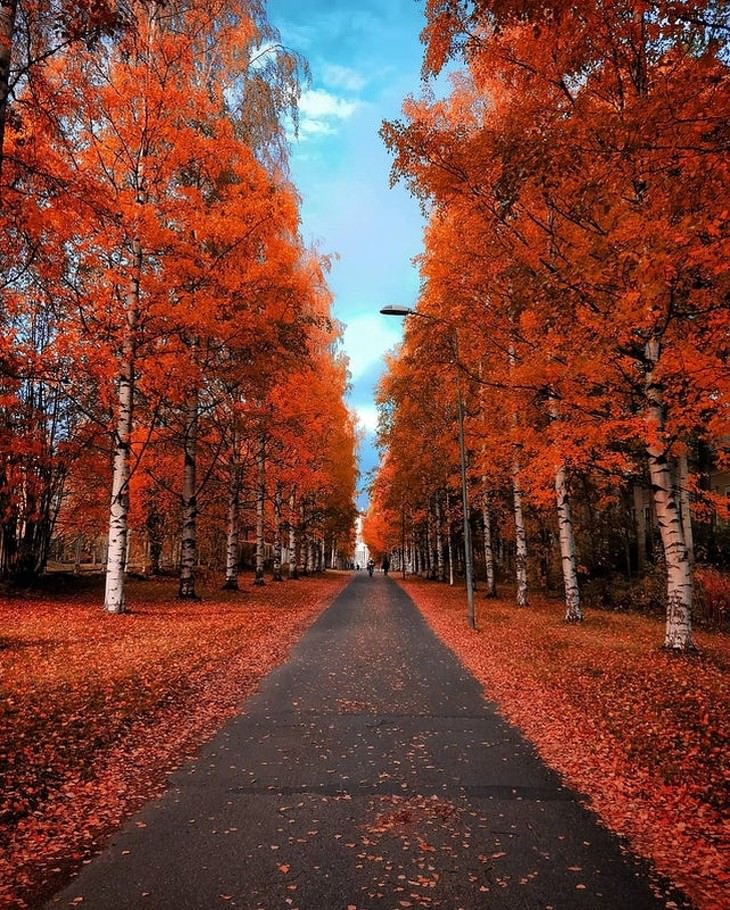 Fotos Del Otoño, Carretera en Oulu, Finlandia