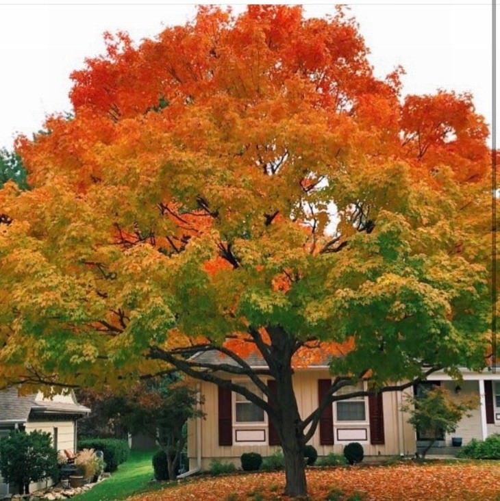 Fotos Del Otoño, Árbol que cambia gradualmente de color en Rhode Island, EE. UU.
