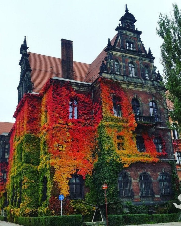 Fotos Del Otoño, Edificio histórico cubierto de enredaderas en Wroclaw, Polonia