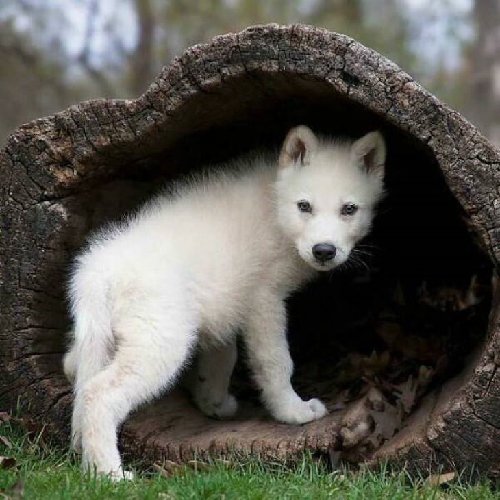 Animales Salvajes En Su Lado Más Tierno, lobo blanco
