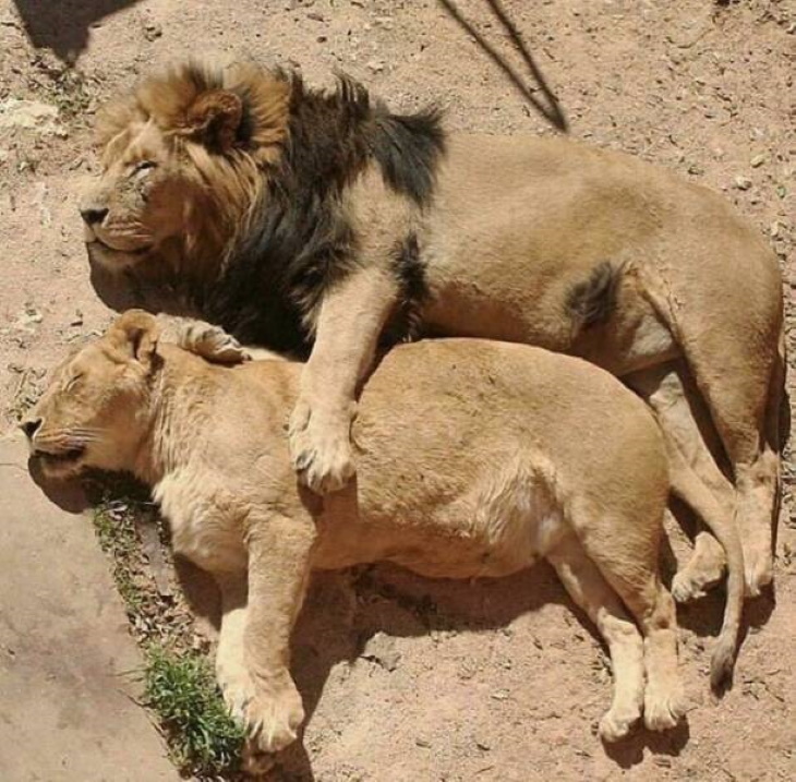 Animales Salvajes En Su Lado Más Tierno, leones abrazados