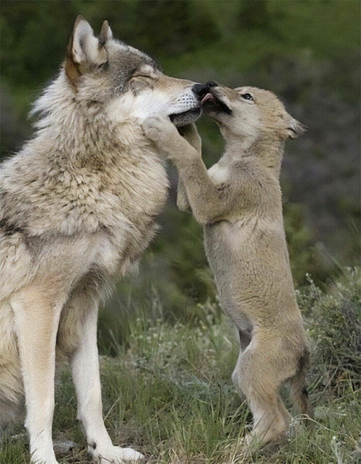 Animales Salvajes En Su Lado Más Tierno, lobos