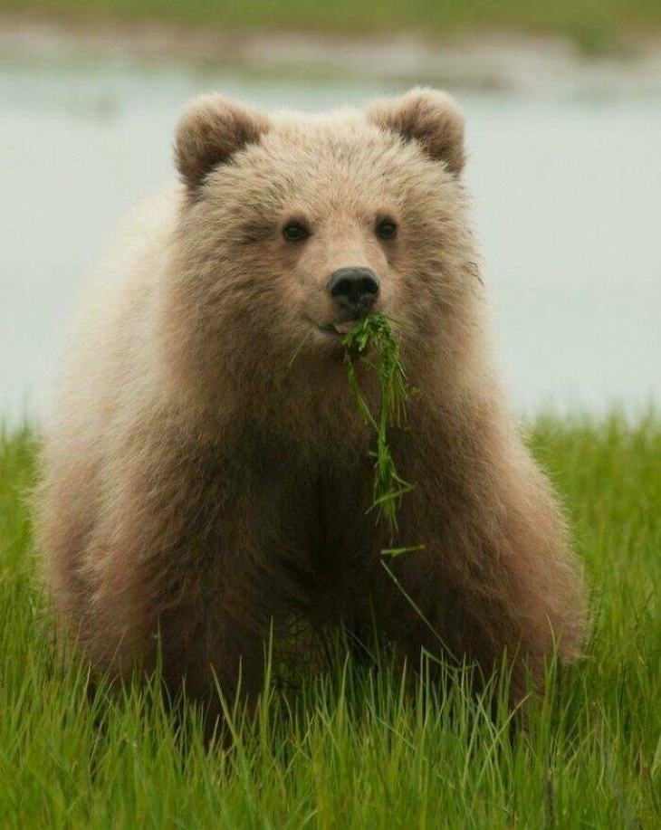 Animales Salvajes En Su Lado Más Tierno, oso