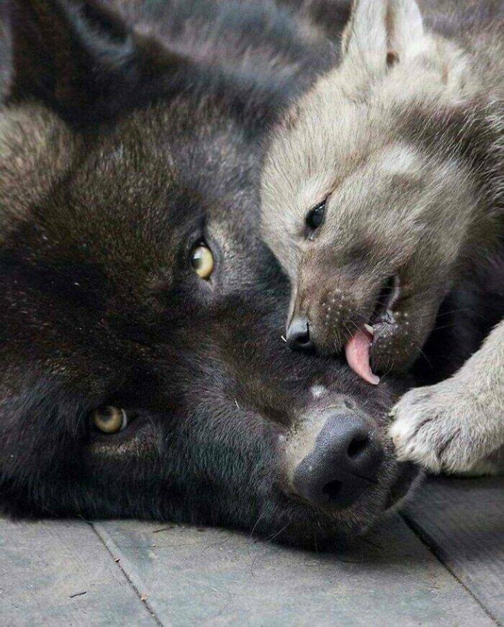 Animales Salvajes En Su Lado Más Tierno, lobos