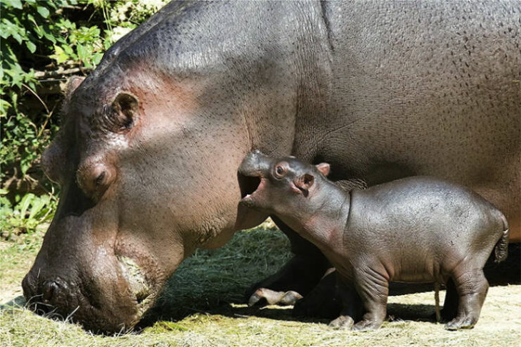 Animales Salvajes En Su Lado Más Tierno, Hipopótamos