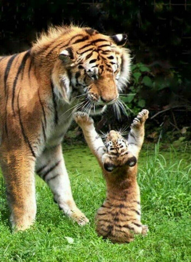 Animales Salvajes En Su Lado Más Tierno, tigres jugando