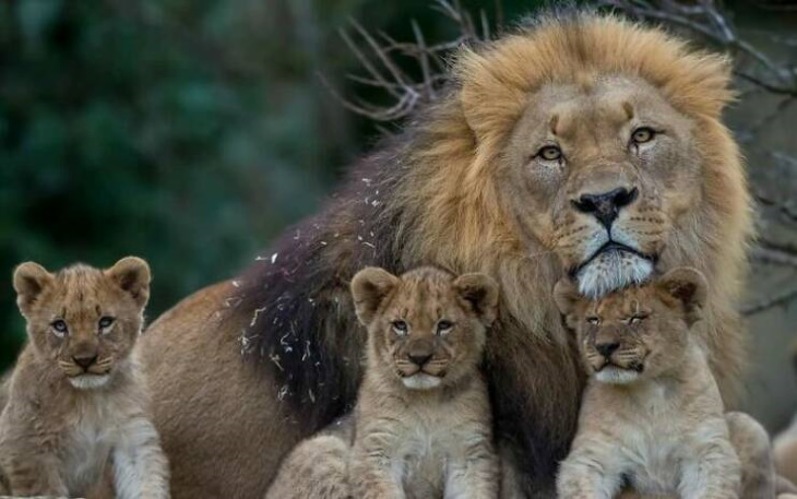 Animales Salvajes En Su Lado Más Tierno, leones