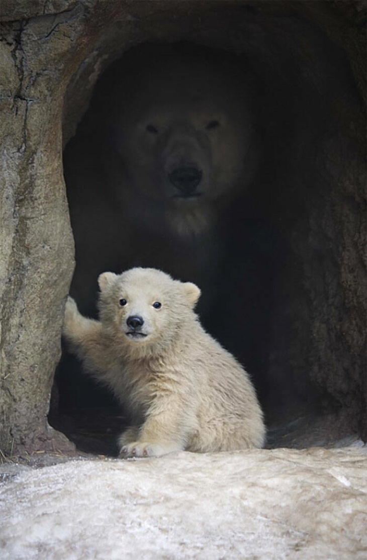 Animales Salvajes En Su Lado Más Tierno, osos polares