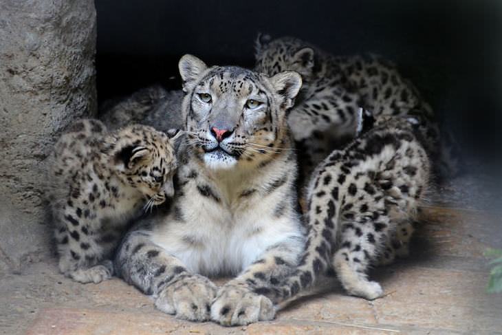 Fotos Del Leopardo De Las Nieves, leopardo de las nieves hembra y sus cachorros