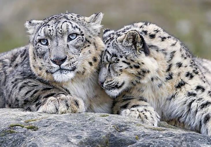 Fotos Del Leopardo De Las Nieves, dos leopardos de las nieves descansando