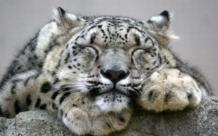 lFotos Del Leopardo De Las Nieves, leopardo de las nieves durmiendo