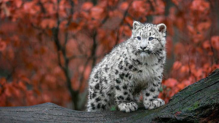 Fotos Del Leopardo De Las Nieves, leopardo de las nieves sobre un árbol