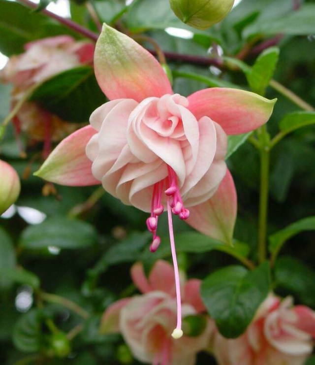 Hermosas Flores Coloridas, Rosa fuchsia (aretillos)