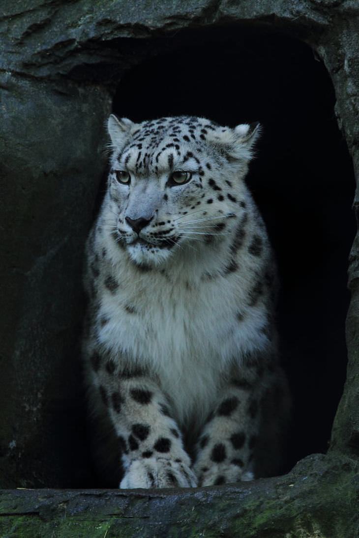 Fotos Del Leopardo De Las Nieves, leopardo de las nieves en una cueva