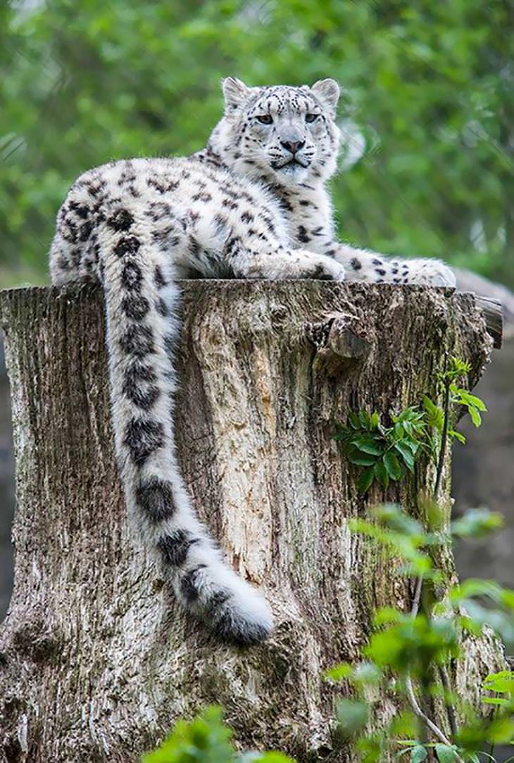 Fotos Del Leopardo De Las Nieves, leopardo de las nieves sentado en un tronco