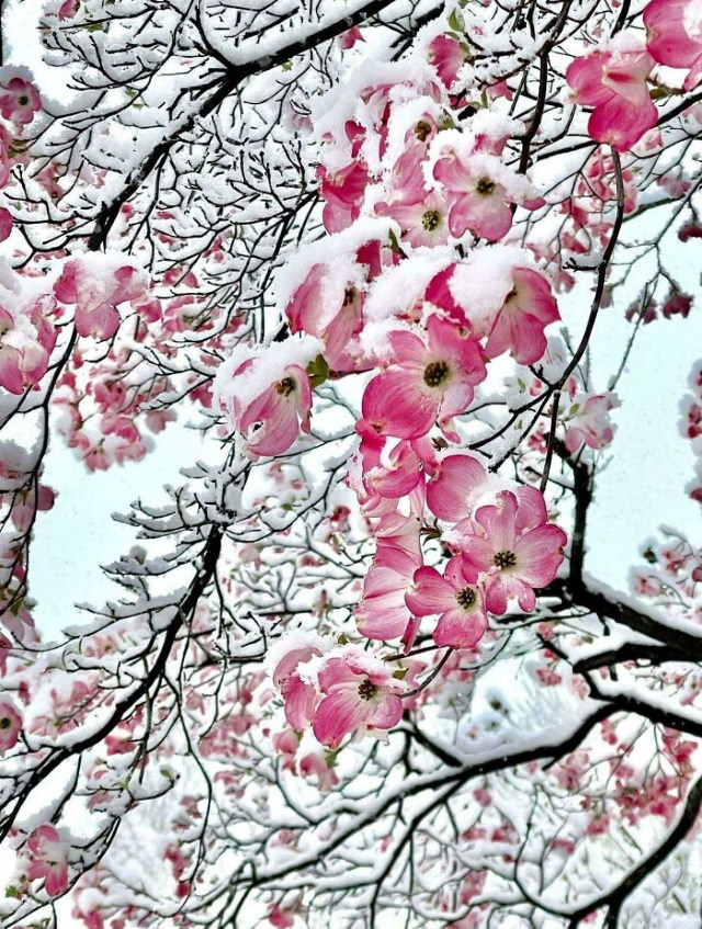 Hermosas Flores Coloridas, Flores de árboles rosas cubiertas de nieve 