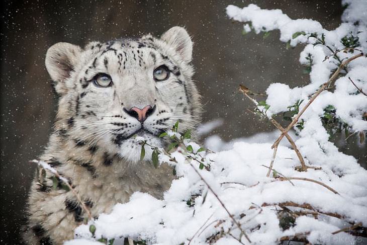 Fotos Del Leopardo De Las Nieves, leopardo de las nieves mirando la nieve